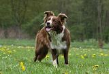 BORDER COLLIE 990